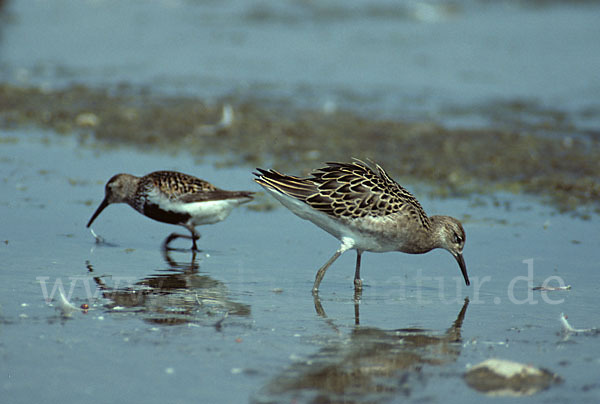 Alpenstrandläufer (Calidris alpina)