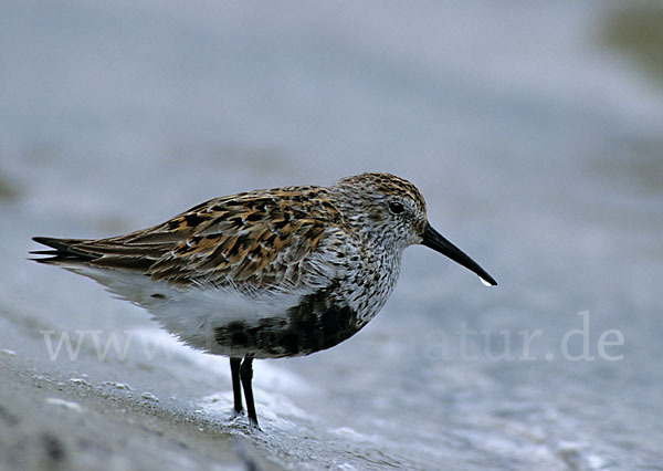 Alpenstrandläufer (Calidris alpina)