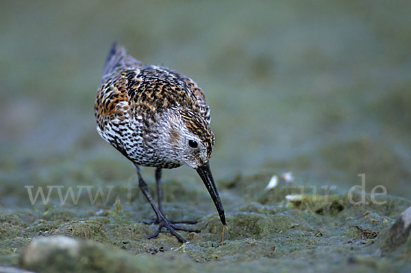 Alpenstrandläufer (Calidris alpina)