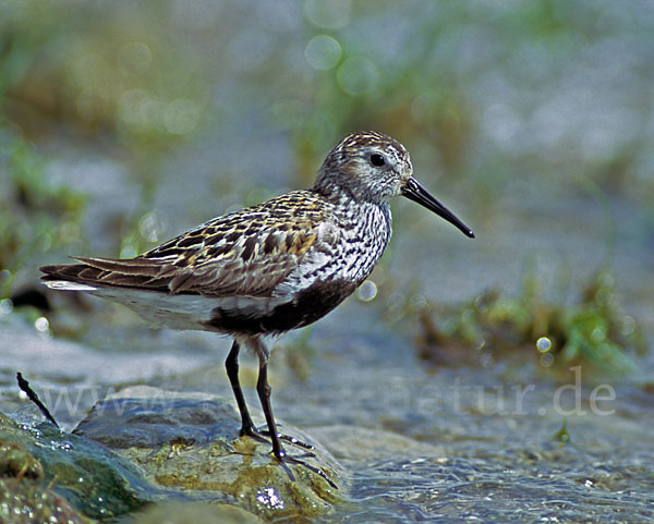 Alpenstrandläufer (Calidris alpina)