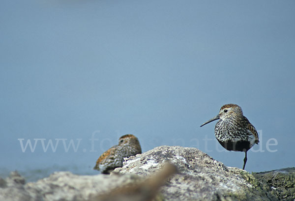 Alpenstrandläufer (Calidris alpina)