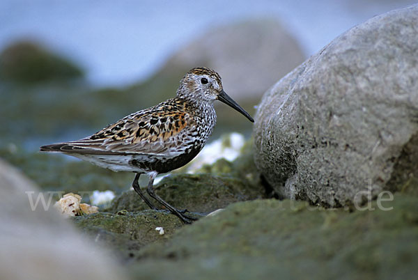 Alpenstrandläufer (Calidris alpina)