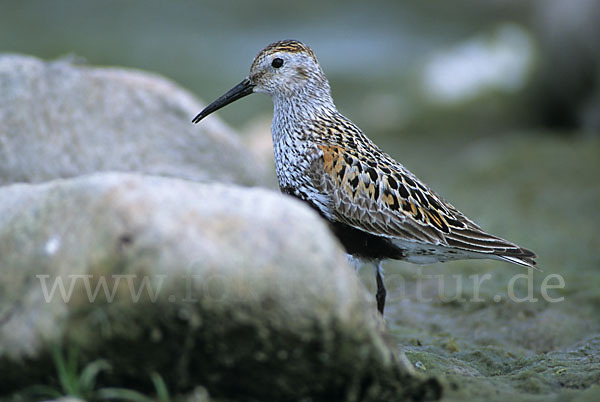 Alpenstrandläufer (Calidris alpina)