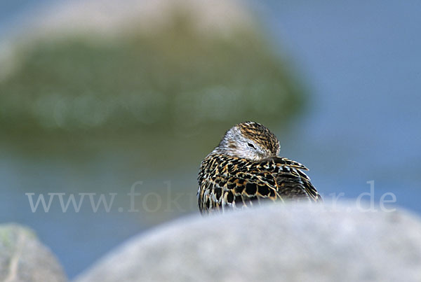 Alpenstrandläufer (Calidris alpina)