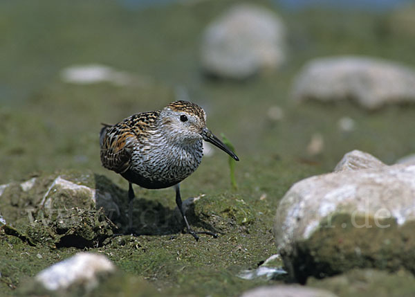 Alpenstrandläufer (Calidris alpina)