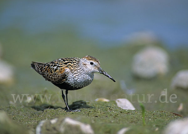 Alpenstrandläufer (Calidris alpina)