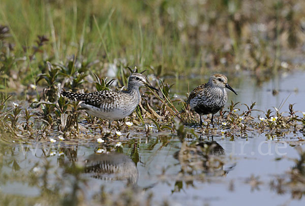 Alpenstrandläufer (Calidris alpina)