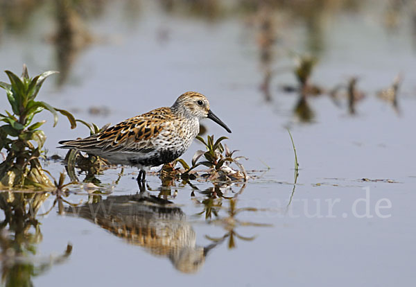 Alpenstrandläufer (Calidris alpina)