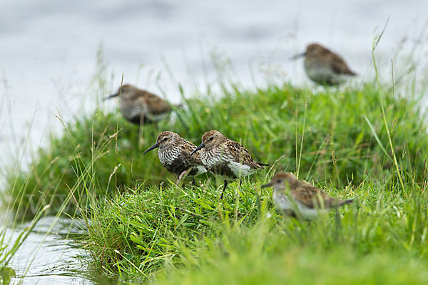 Alpenstrandläufer (Calidris alpina)