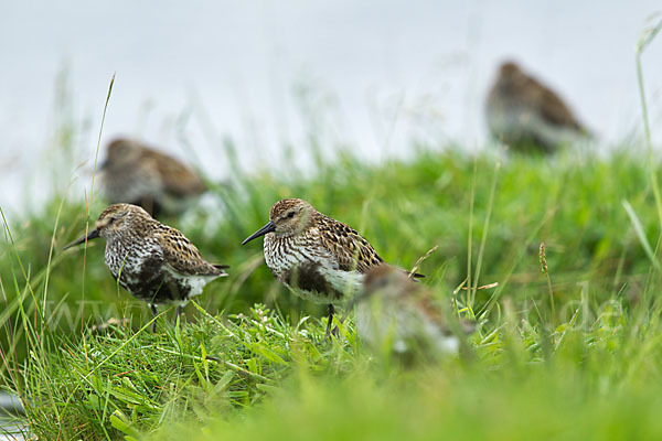 Alpenstrandläufer (Calidris alpina)