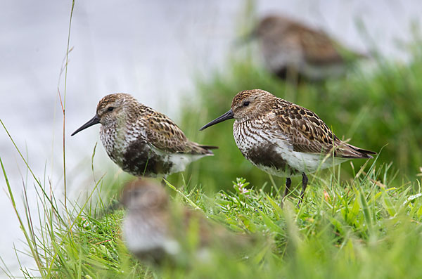 Alpenstrandläufer (Calidris alpina)