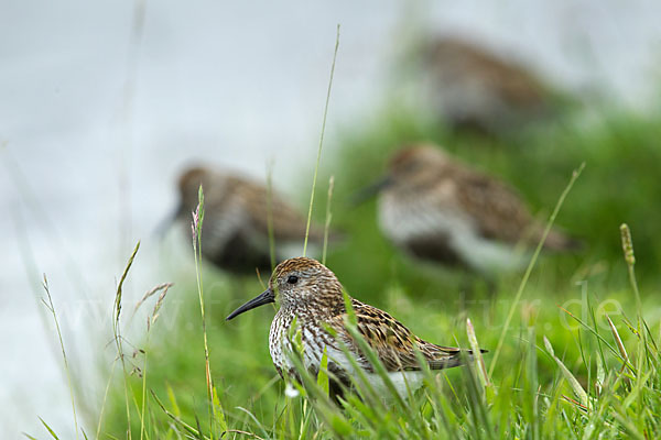 Alpenstrandläufer (Calidris alpina)