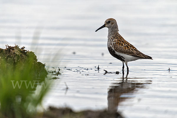 Alpenstrandläufer (Calidris alpina)