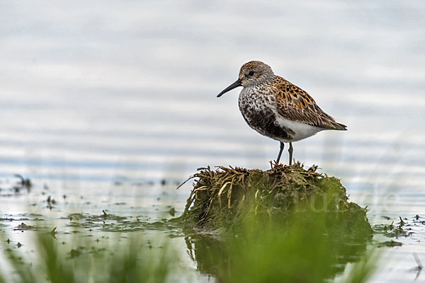 Alpenstrandläufer (Calidris alpina)