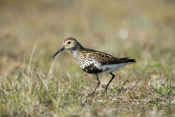 Alpenstrandläufer (Calidris alpina)