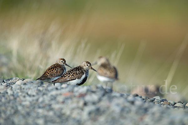 Alpenstrandläufer (Calidris alpina)