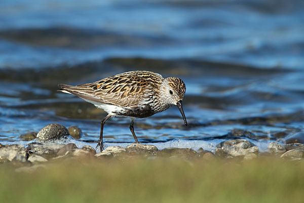 Alpenstrandläufer (Calidris alpina)