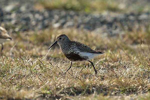 Alpenstrandläufer (Calidris alpina)