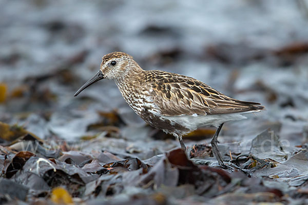 Alpenstrandläufer (Calidris alpina)