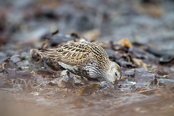 Alpenstrandläufer (Calidris alpina)