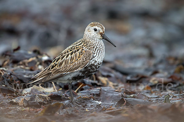 Alpenstrandläufer (Calidris alpina)