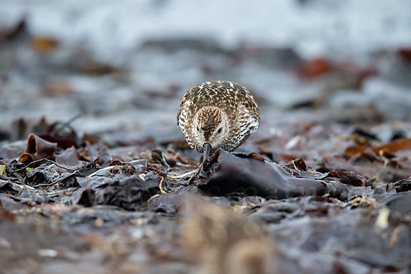 Alpenstrandläufer (Calidris alpina)