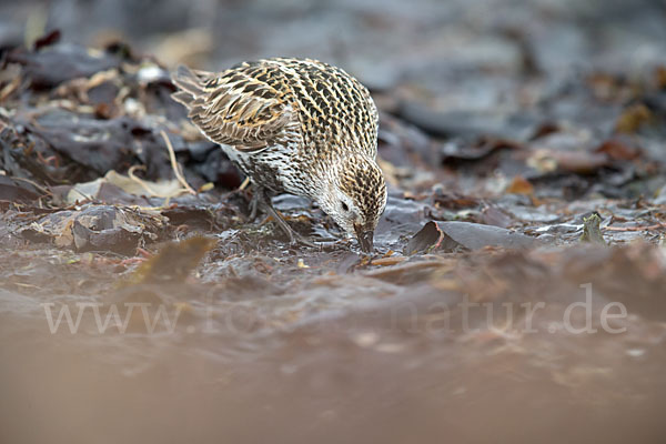 Alpenstrandläufer (Calidris alpina)