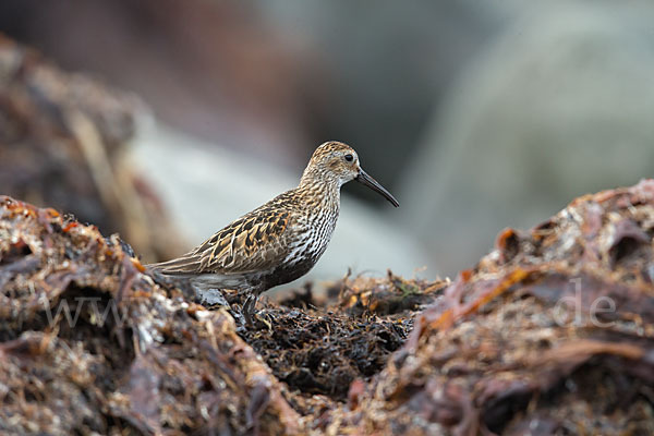 Alpenstrandläufer (Calidris alpina)