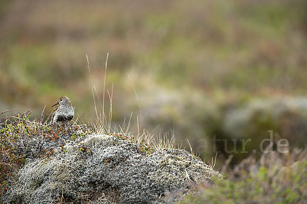 Alpenstrandläufer (Calidris alpina)