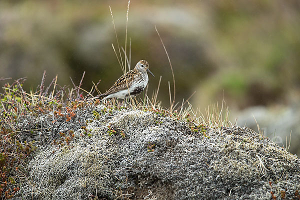 Alpenstrandläufer (Calidris alpina)