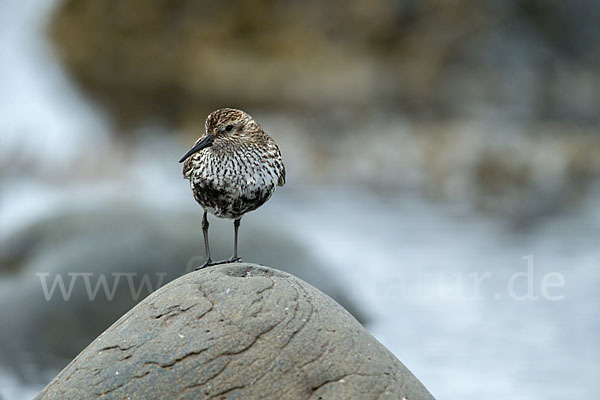 Alpenstrandläufer (Calidris alpina)