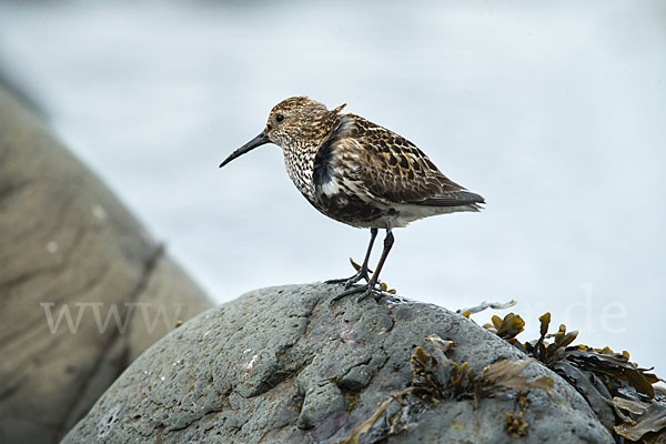 Alpenstrandläufer (Calidris alpina)