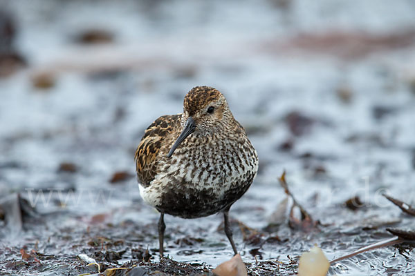 Alpenstrandläufer (Calidris alpina)