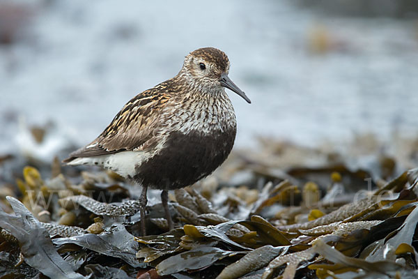 Alpenstrandläufer (Calidris alpina)