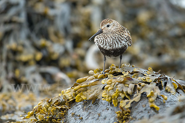 Alpenstrandläufer (Calidris alpina)