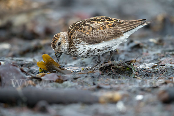 Alpenstrandläufer (Calidris alpina)