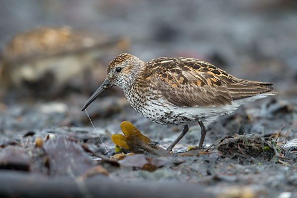 Alpenstrandläufer (Calidris alpina)