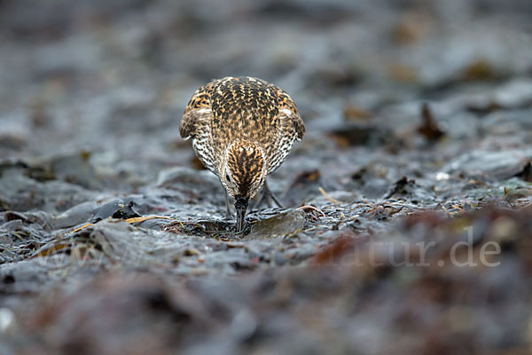 Alpenstrandläufer (Calidris alpina)