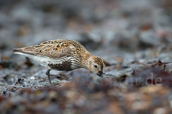 Alpenstrandläufer (Calidris alpina)