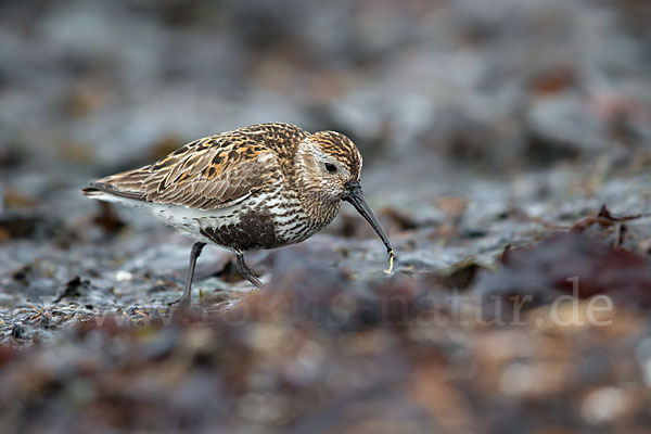 Alpenstrandläufer (Calidris alpina)