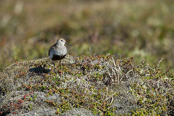 Alpenstrandläufer (Calidris alpina)