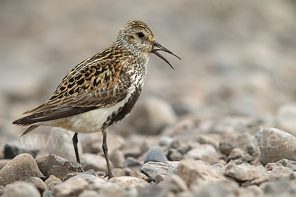 Alpenstrandläufer (Calidris alpina)