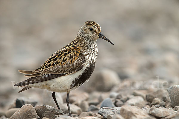 Alpenstrandläufer (Calidris alpina)