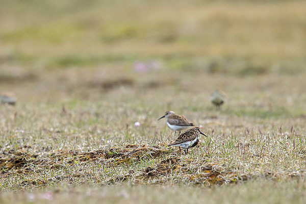 Alpenstrandläufer (Calidris alpina)