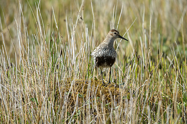 Alpenstrandläufer (Calidris alpina)