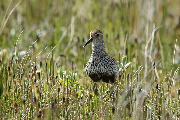 Alpenstrandläufer (Calidris alpina)