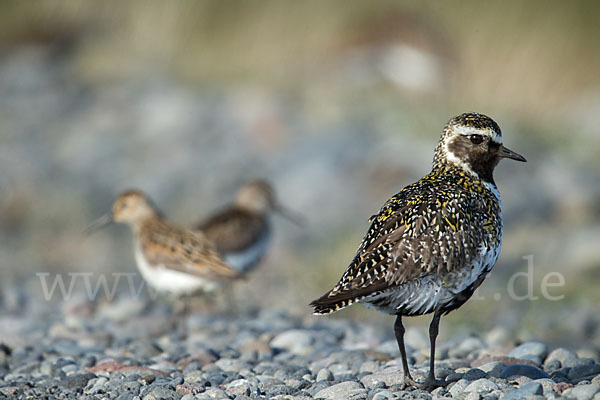 Alpenstrandläufer (Calidris alpina)