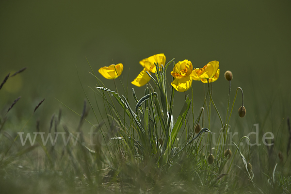 Altaischer Mohn (Papaver croceum)