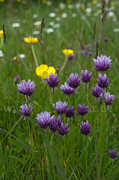 Alvar Schnitt-Lauch (Allium schoenoprasum var. Alvarense)