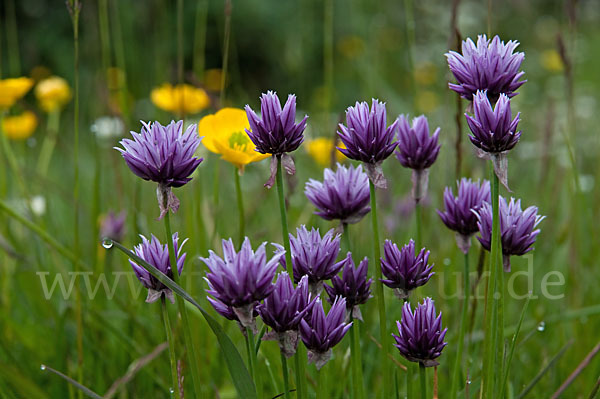 Alvar Schnitt-Lauch (Allium schoenoprasum var. Alvarense)